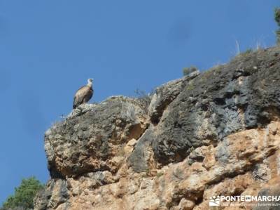 Hoces del Río Duratón - Villa y Tierra de Sepúlveda; free trekking